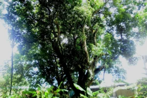 Mariquita, Tolima