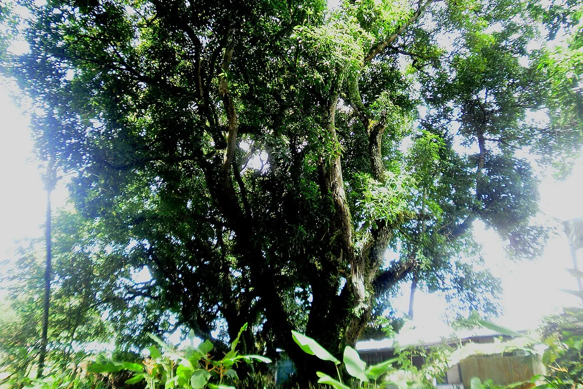 Mariquita, Tolima
